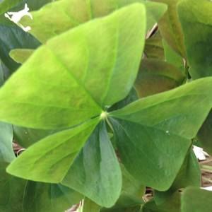 Meet your Posher, Marianne